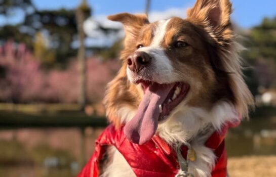 Lei proíbe acorrentar pets no estado de São Paulo e prevê enquadrar tutor em crime ambiental